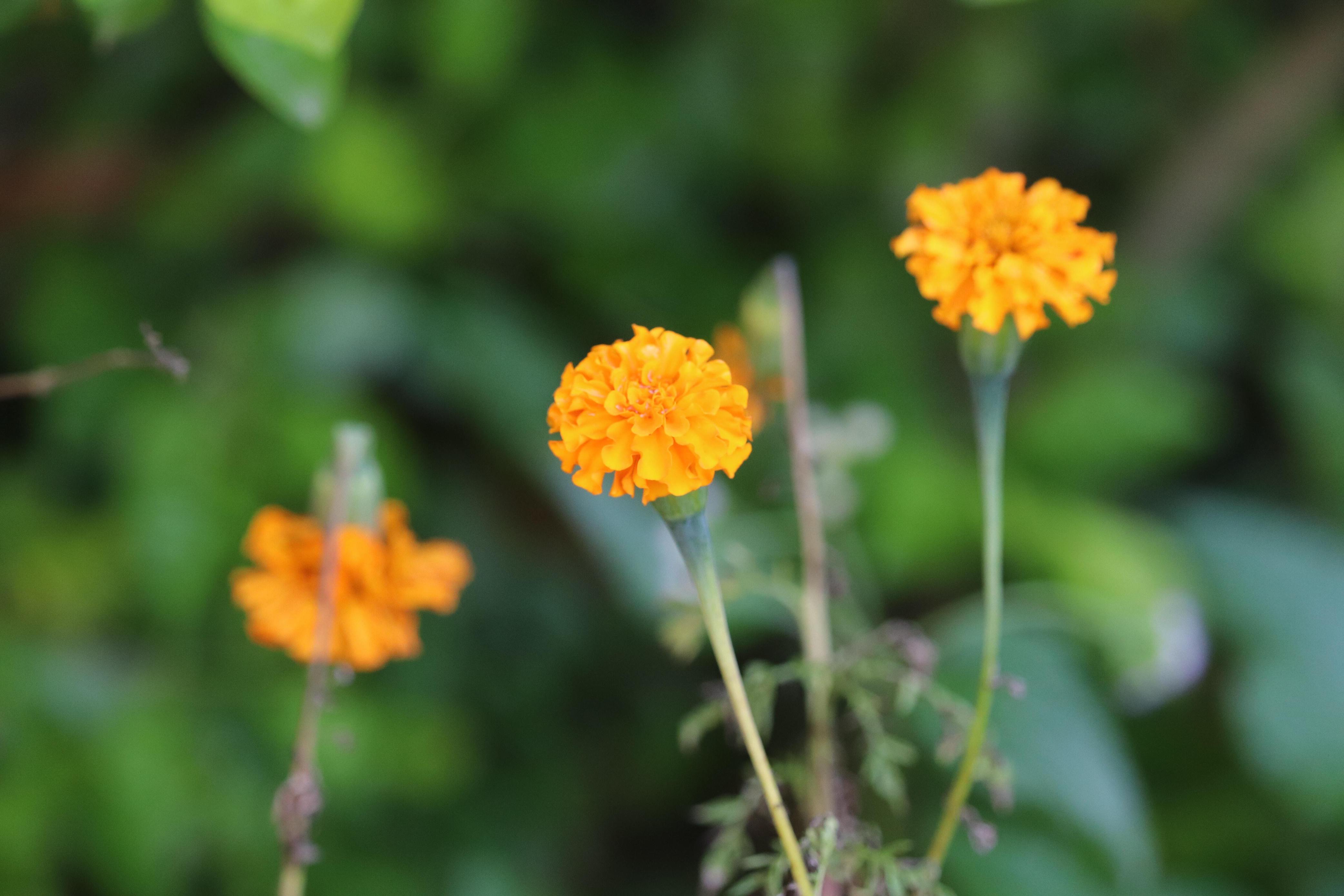 Marigold flowers: from Day of the Dead to Diwali
